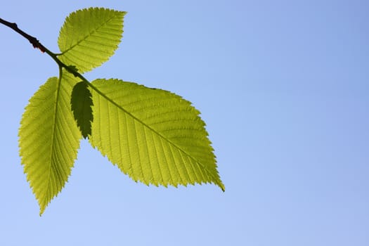 Green sheet against the dark blue sky