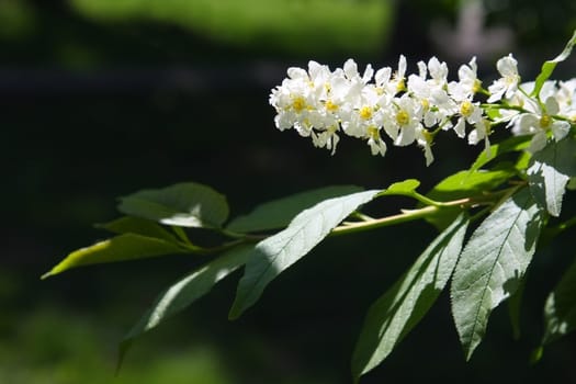 Branch of a blossoming bird cherry against greens