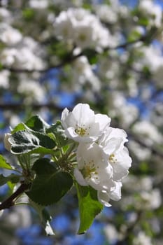 Branch of a blossoming apple-tree close up