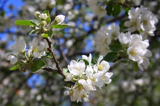 Branch of a blossoming apple-tree close up