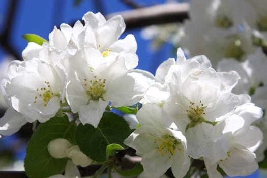 Branch of a blossoming apple-tree close up