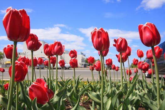 Many blossoming tulips on a bed