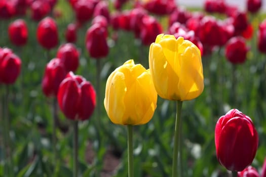 Many blossoming tulips on a bed