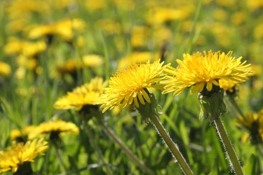 Blossoming dandelions on a lawn in a city