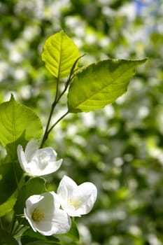 Blossoming branch of an apple-tree