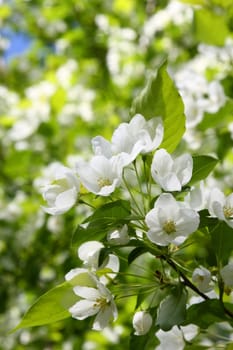 Blossoming branch of an apple-tree