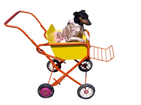 Dog in Pushchair isolated with clipping path      