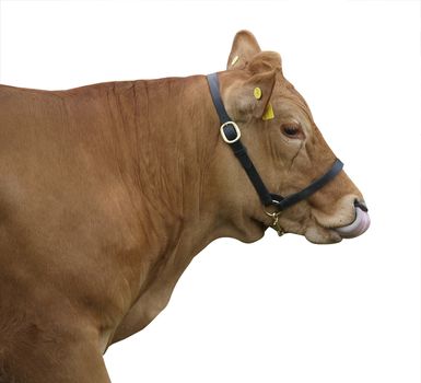 Gelbvieh Cow licking her nose isolated with clipping path      