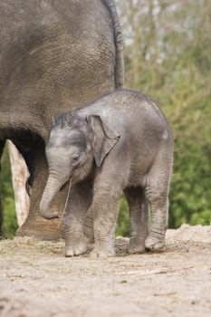 Female asian baby elephant playing with small stick