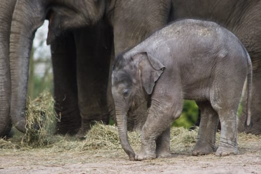 Female asian baby elephant - trying to imitate what her mother is doing