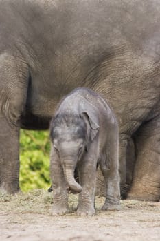 Asian baby elephant is playing with a stick while her mother is eating