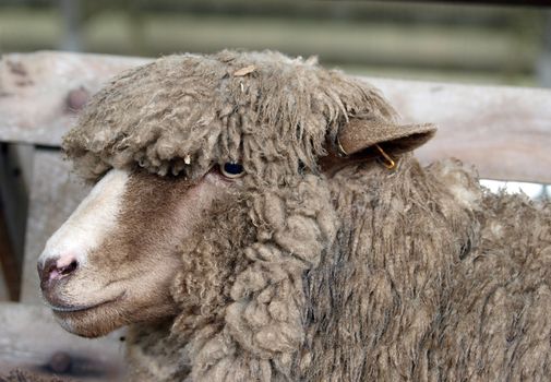 Polled Dorset Sheep with a woolly fringe       