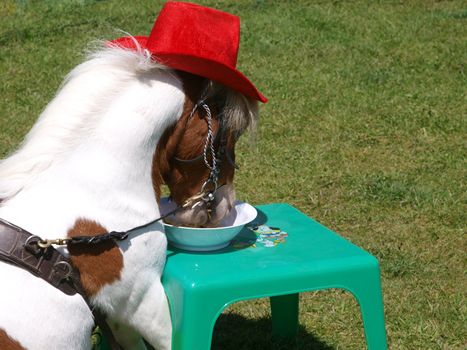 Miniature Stallion with Hat Sitting at a Table Eating       