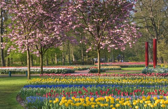 Pink cherry trees and and thousands of tulips in many colors in spring