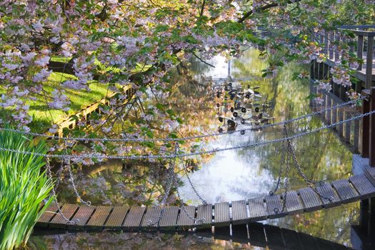 Blossoming cherry trees and suspense bridge of wood and chains with reflection in the water