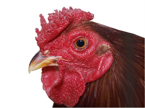  Red Rooster with Rose Comb isolated with clipping path        