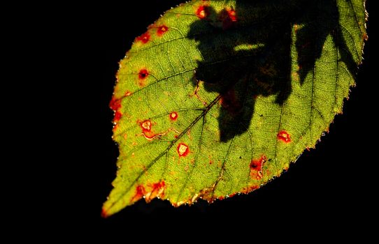 backlit autumn bramble leaf macro on black