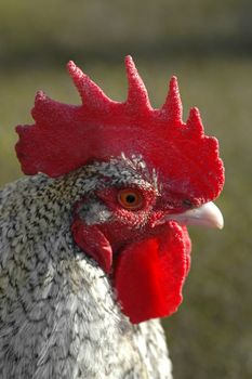farmyard rooster head profile