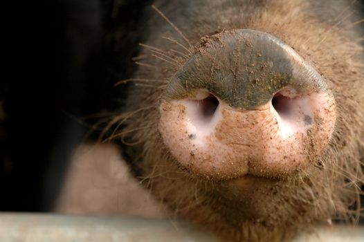muddy pig snout close-up