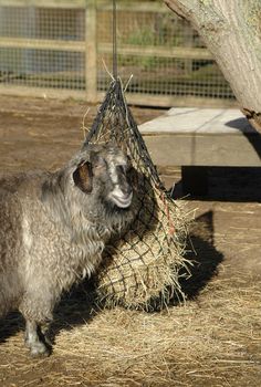 sheep feeding from hanging hay basket