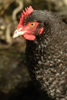 freerange black chicken close-up