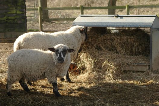 sheep feeding from farmyard trough