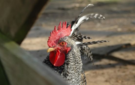 rooster at the farmyard gate