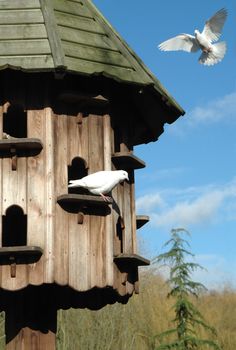 wooden dovecote in peaceful countryside