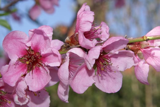 Closeup shot of beautiful tender peach blossoms.