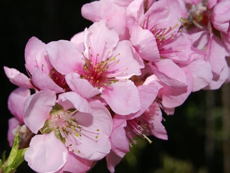 Closeup shot of beautiful tender peach blossoms.