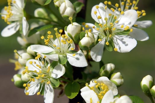 Closeup shot of tender plum tree blossoms.