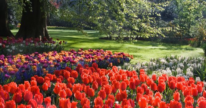 Tulips and hyacinths under beech tree on april morning in spring