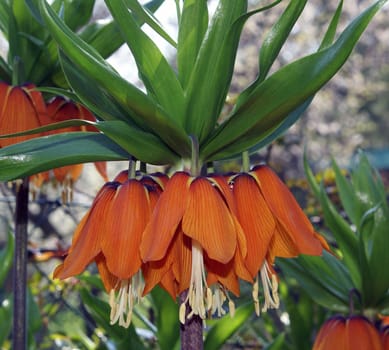 Orange crown imperial on a sunny day in spring.