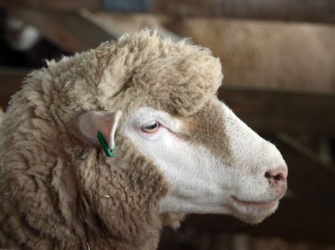 New Zealand Perendale Sheep profile shot      