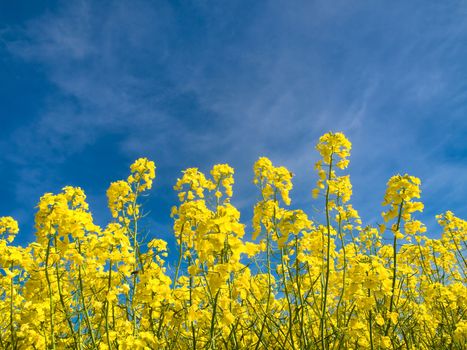 Rapeseed field at spring under blue sky and clouds