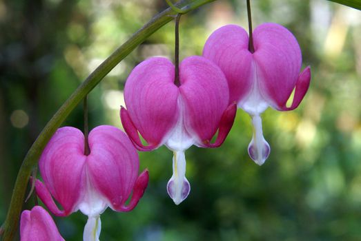 Closeup shot of a bleeding heart flower.