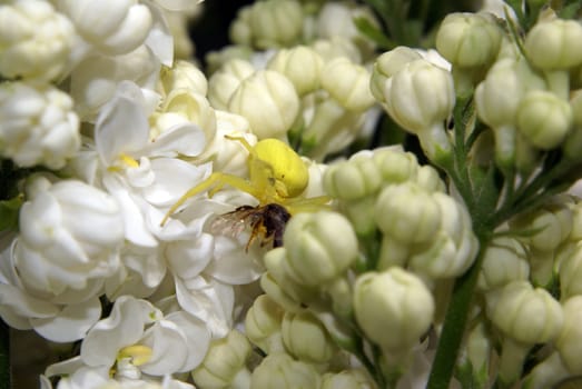 A yellow crab spider with its prey on a white lilac.