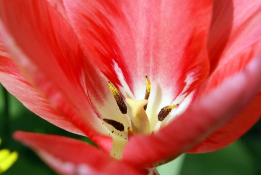 A closeup shot of a beautiful red tulip.
