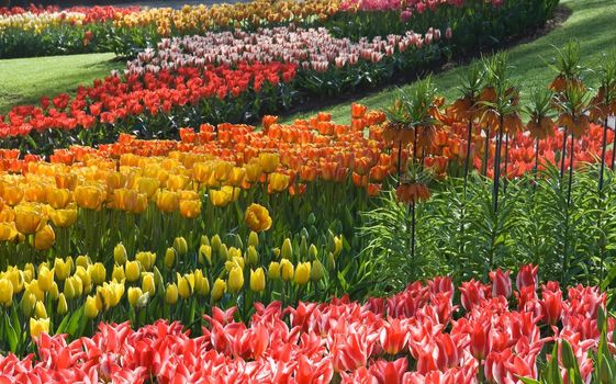 Tulips in all colors of the rainbow in the park in spring