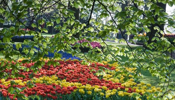 Colorful tulips and branches with beech leaves on early april morning in spring