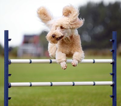 Apricot Poodle clearing an agility jump      