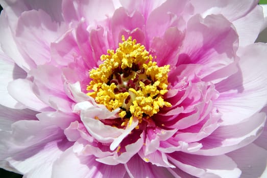 A closeup shot of a beautiful peony.