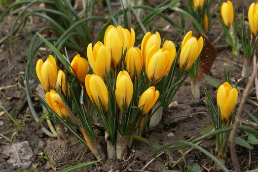 A group of beautiful yellow crocus flowers.