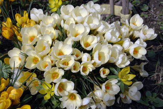 A bed of lovely yellow crocus flowers.