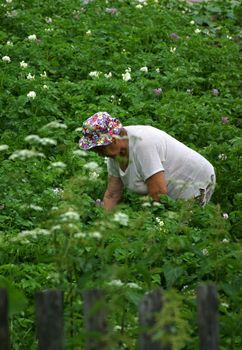 The elderly woman in a kitchen garden