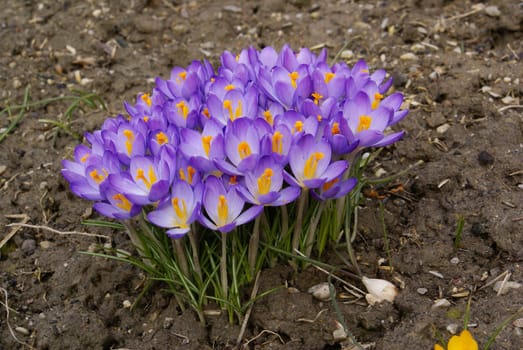 Closeup shot of purple crocus flowers.