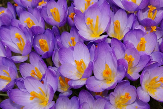 Closeup shot of purple crocus flowers.