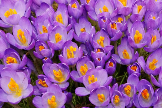 Closeup shot of purple crocus flowers.