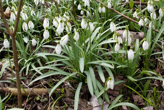 White snowdrops on the ground in the forest.