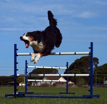 Agility Dog Over a jump          